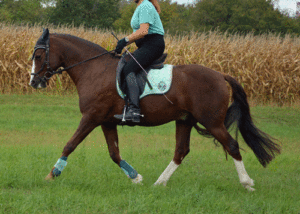 Eine Zusammenfassung unserer qualitativsten Pferde gesund reiten